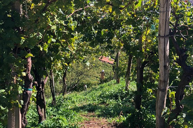 A Sparkling Day in the Prosecco Hills from Venice - Stop 2: Pieve di Soligo lunch at a family-owned osteria