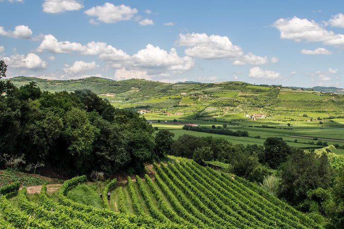 Amarone & Soave Wine Tour with Sommelier – Visit Verona - Soave Winery Tasting: Whites, Snacks, and Producer Time