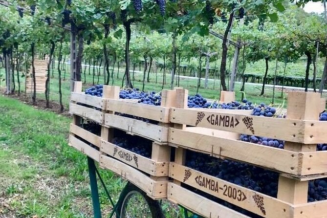 Amarone-Valpolicella tour. Visit Verona. From Venice - Key highlights you should care about