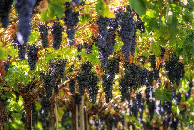 Amarone Wine Tour & Tasting from Venice, Padua or Verona - Key things I’d circle before you book