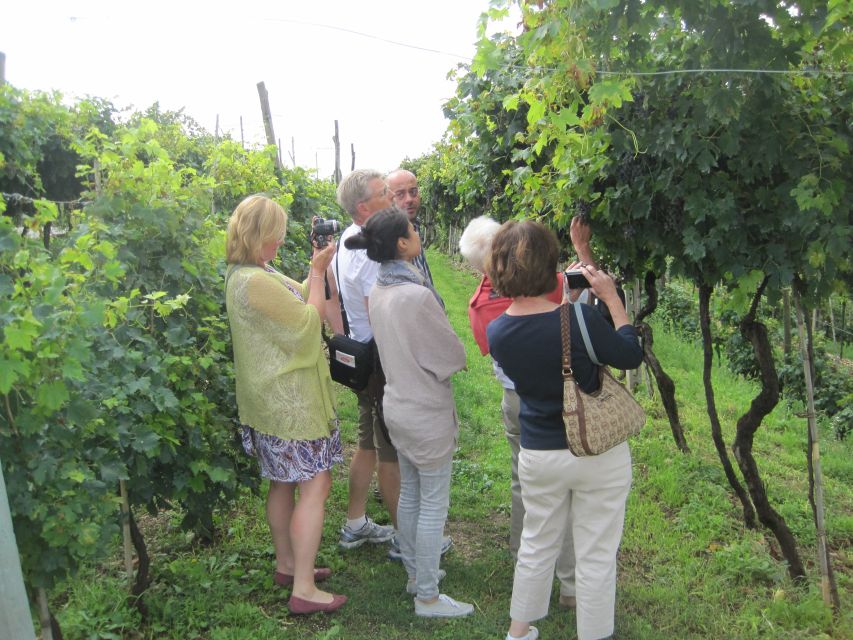 Amarone Wine Tour & Tasting from Venice, Padua or Verona - Valpolicella Amarone starts with the right kind of day