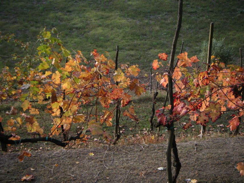 Amarone Wine Tour & Tasting from Venice, Padua or Verona - The five wines you’ll taste (and why the order is smart)