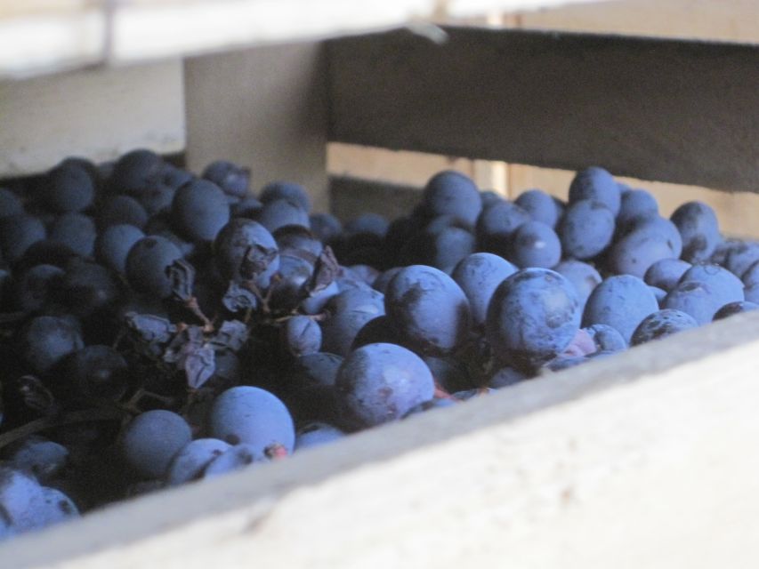 Amarone Wine Tour & Tasting from Venice, Padua or Verona - The sommelier touch: ask questions without feeling rushed