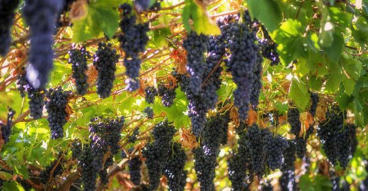 Amarone Wine Tour & Tasting from Venice, Padua or Verona - From Venice, Verona, or Padua: timing and comfort that actually matter