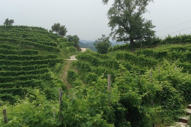 Exclusive Prosecco Wine Tour from Venice - Small Group - Price and value: is $199 fair for what you get?