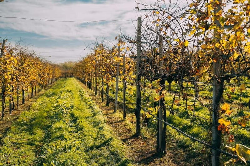 From Venice: Prosecco Hills and Wine Tasting Tour - Conegliano stop and the winemaker tour: the Charmat method explained