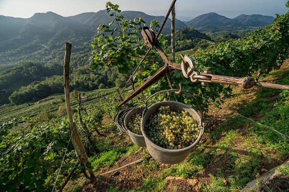 From Venice: Wine and Food tour in the Prosecco Hills - Price and value: what your money is really paying for