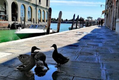 Island Hopping Tour: Mazzorbo, Burano and Murano - Meeting in Venice: Campo dei Gesuiti and Fondamente Nove