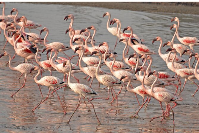 Lio Piccolo: Flamingos & Birdwatching Bike Tour in the Lagoon - Quick hits you’ll care about