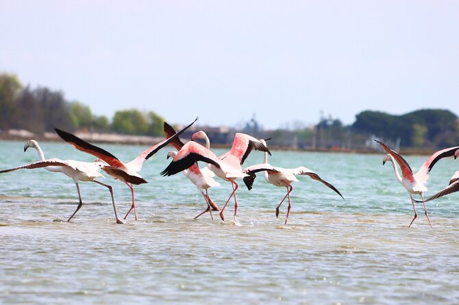 Nature Kayak Tour: Exploring Europe’s Largest Lagoon - Paddling the 10 km Route Past Murano and Wetland Islands