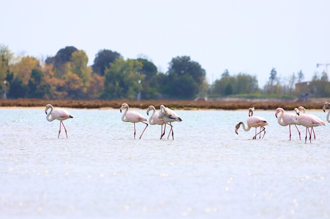 Nature Kayak Tour: Exploring Europe’s Largest Lagoon - The Safety Briefing and Paddling Instruction (What You Actually Learn)