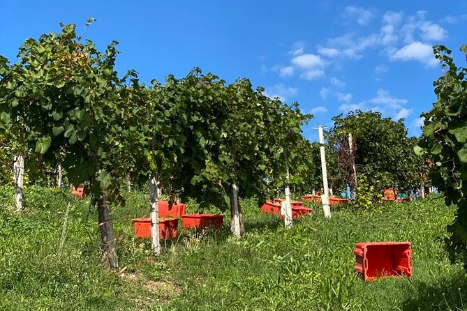 Premium Private Prosecco Hills Tour - 2 Wineries. Private tour. - Second winery in Farra di Soligo: the more technical Prosecchi tasting