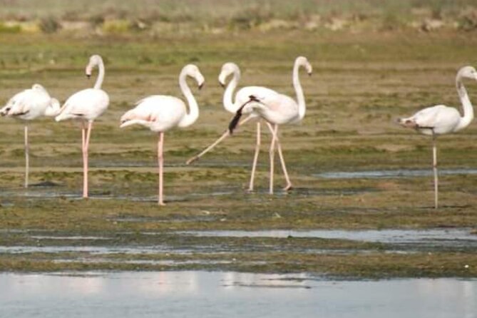 Private Boat Tour to Murano, Burano and Torcello - Who should book this private Murano, Burano, and Torcello boat tour