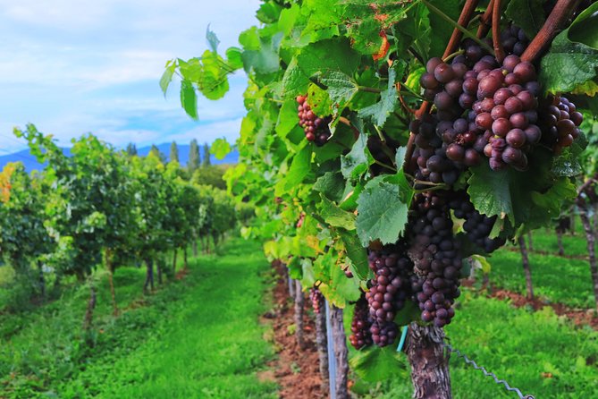 Private Half Day Wine Tasting tour: Road Of The Doges - Value for money: what $1,049.46 per person buys you