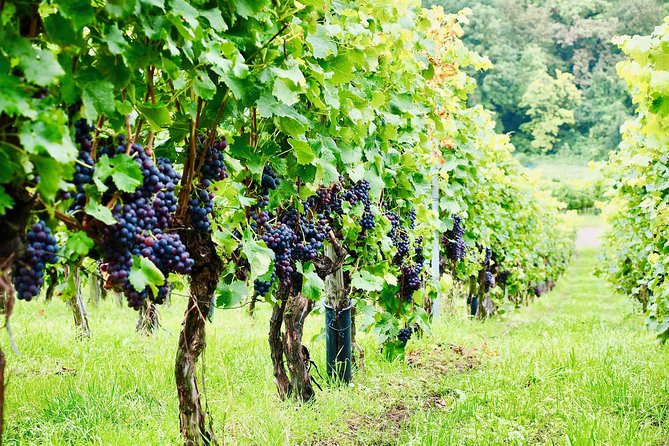 Private Valpolicella Day Trip from Venice: Wine Tasting and Verona - Price and logistics: is $1,175.05 per person worth it?