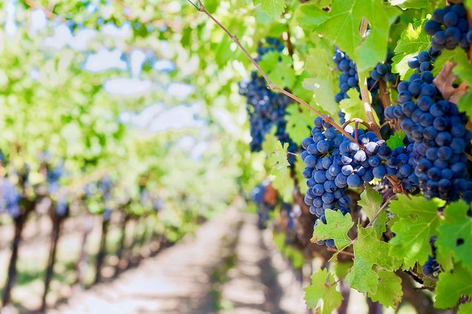 Private Valpolicella Day Trip from Venice: Wine Tasting and Verona - Best fit: who will enjoy this Valpolicella + Verona combo most