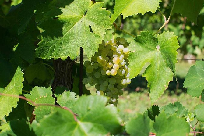Prosecco Wine Tour. Full day from Venice - Key Points at a Glance