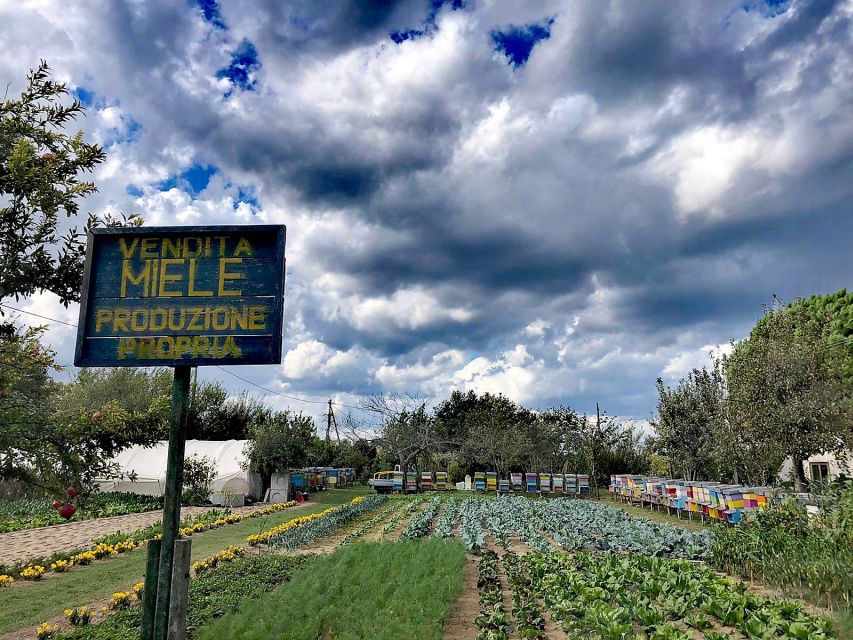 Venice: Bike Tour Honey & artichockes on Sant’Erasmo Island - Fondamente Nove to Sant’Erasmo: the lagoon start that sets the tone
