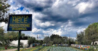 Venice: Bike Tour Honey & artichockes on Sant’Erasmo Island - Honey farm stop: lagoon honey you can actually taste
