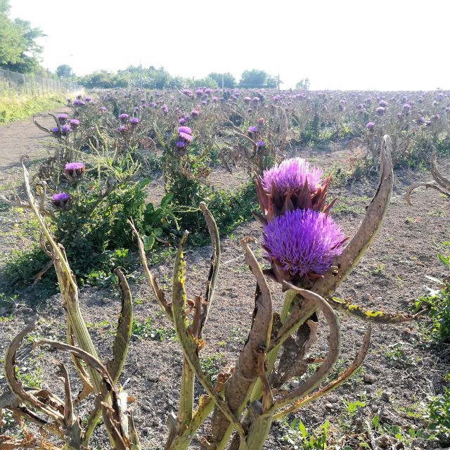 Venice: Bike Tour Honey & artichockes on Sant’Erasmo Island - Photo views: Burano, Torcello, Lido, and Lazzaretto Novo from odd angles